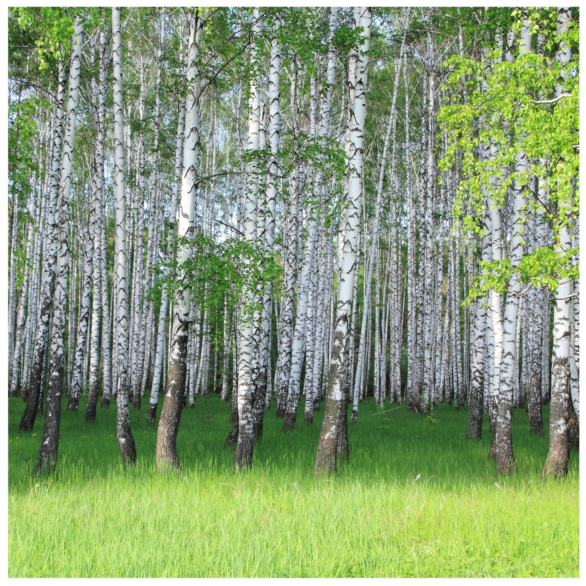 Quadratische Fototapete Birkenhain im Frühling M0005 - Bild 11