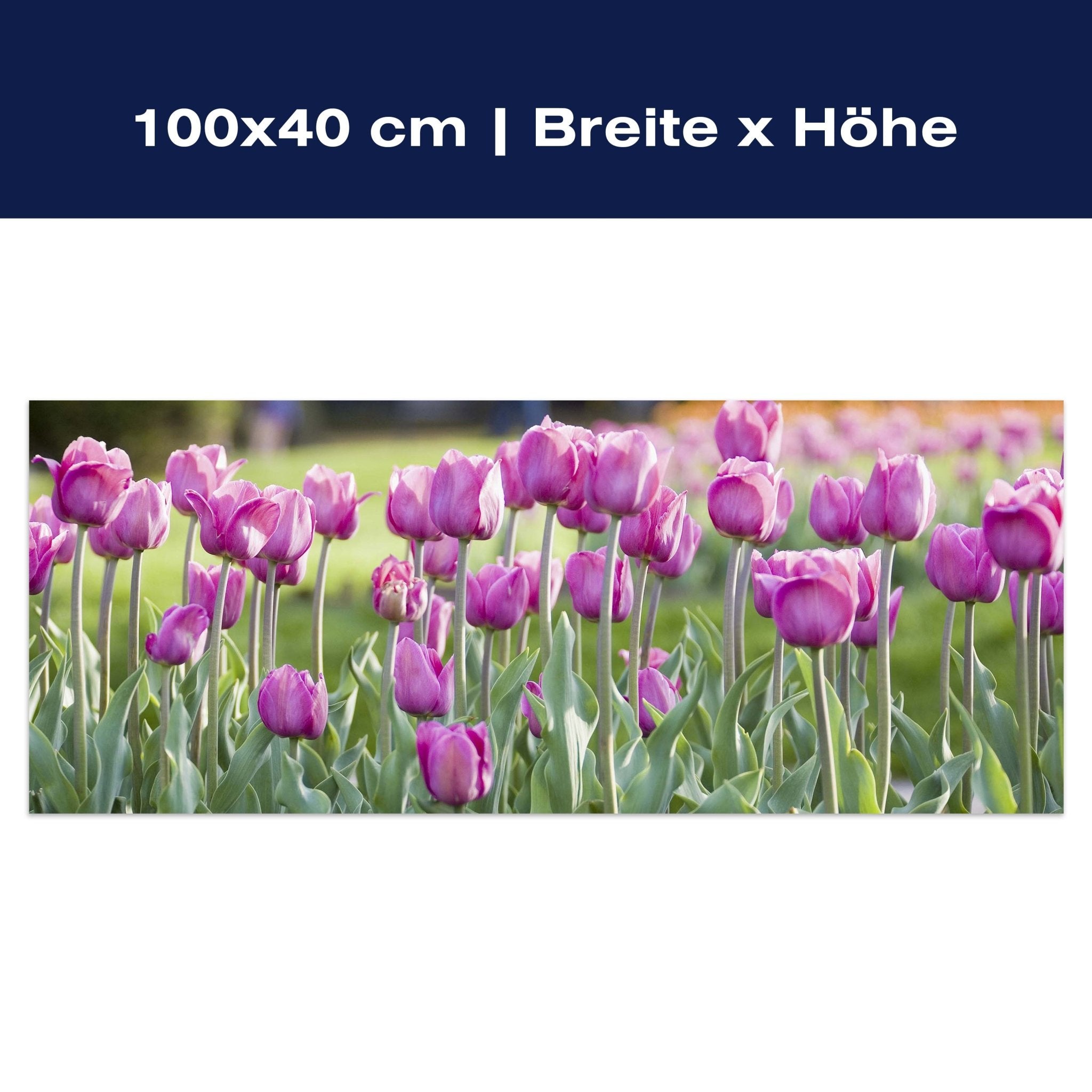 Leinwandbild Pinke Tulpen M0016