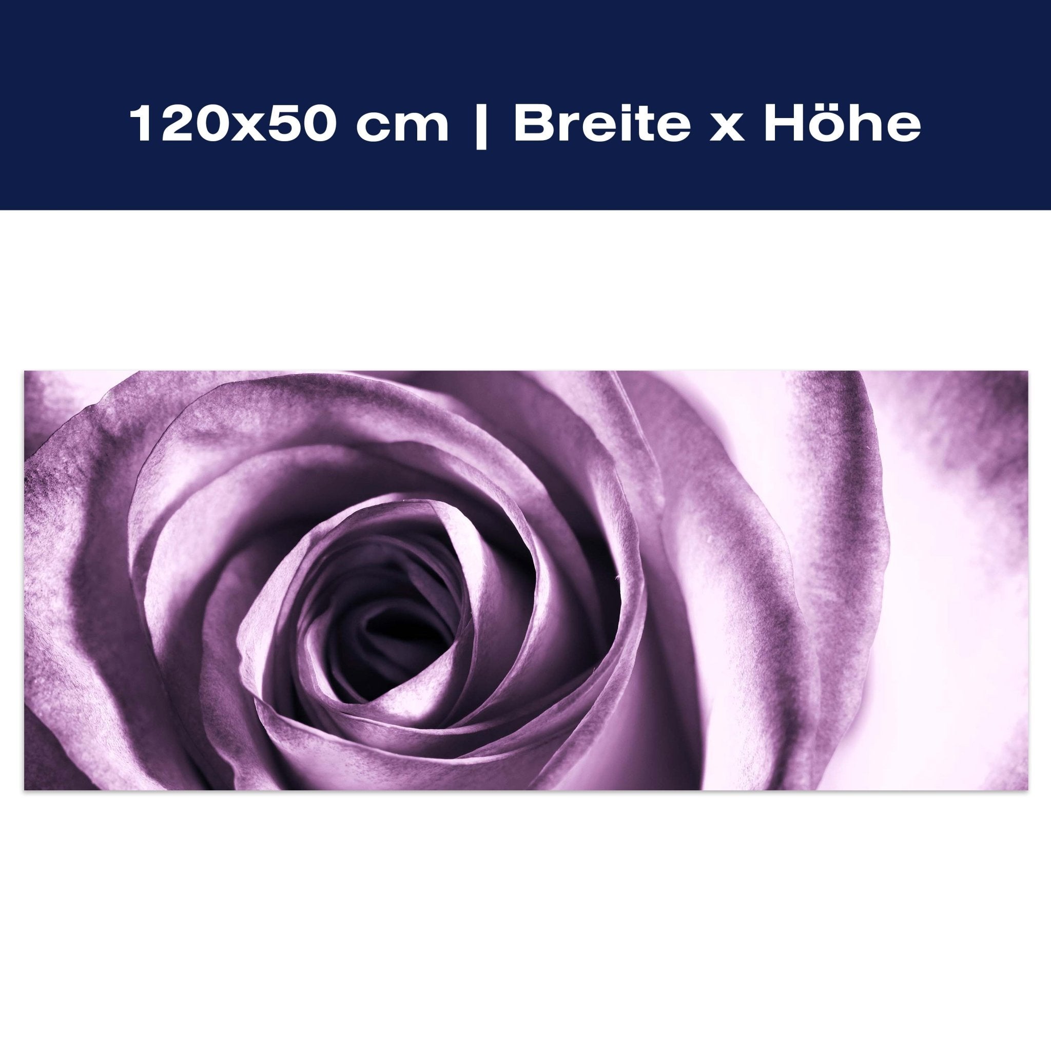 Leinwandbild violette Rose M0051