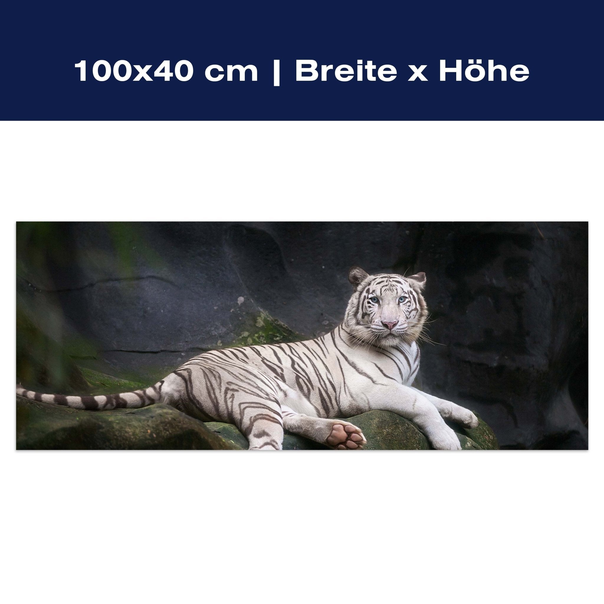 Leinwandbild Weißer Tiger sitzt in der Höhle M1027