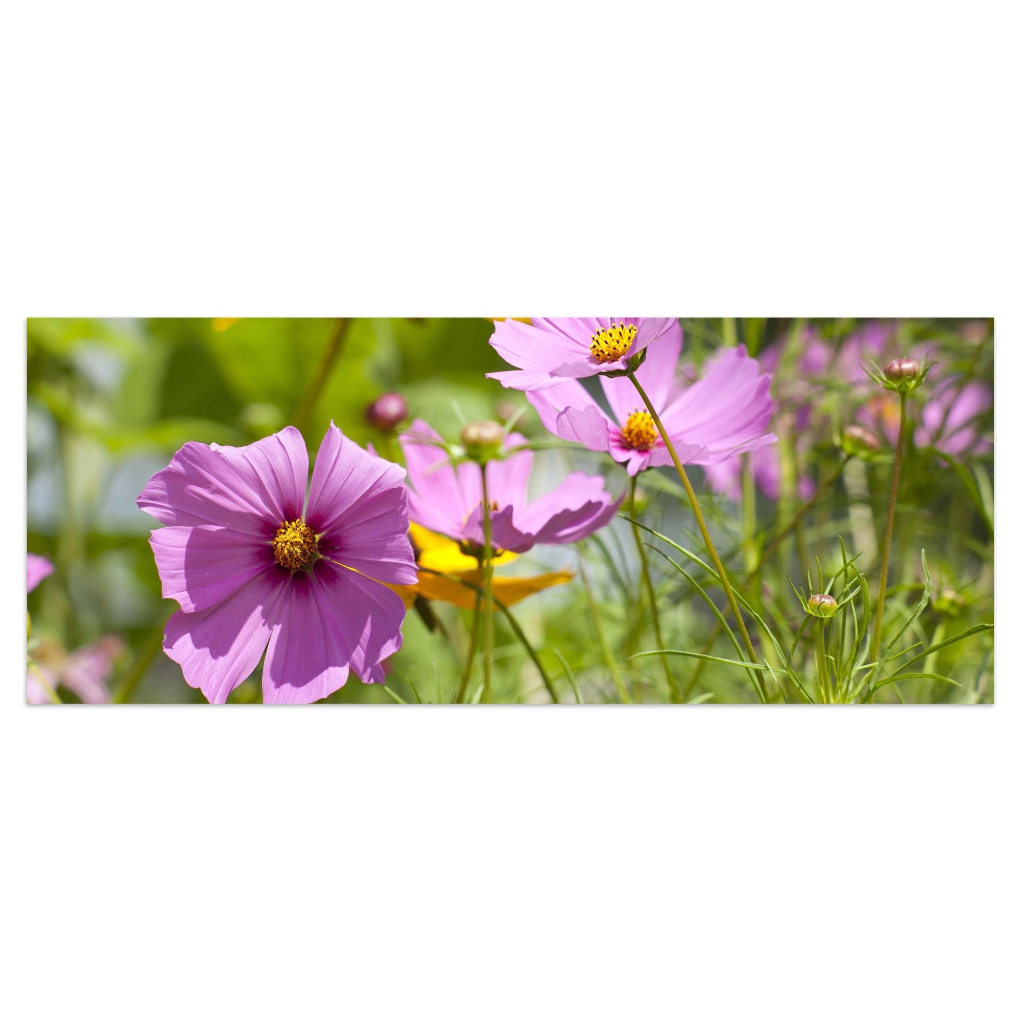 Leinwandbild Schöne Frühlingsblumen M1048 kaufen - Bild 1