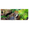 Leinwandbild Kleiner Leopard M1060