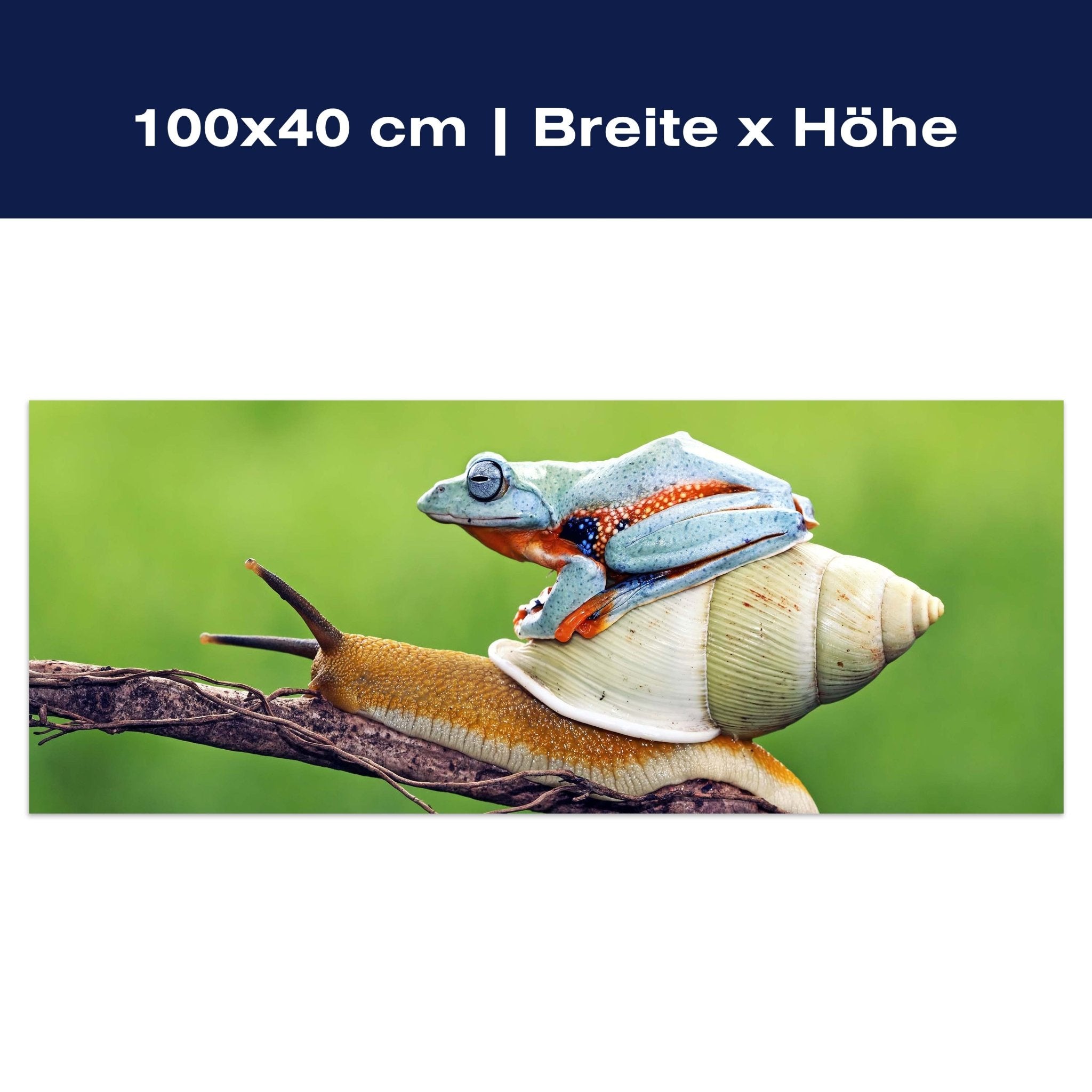 Leinwandbild Frosch, Schnecke, Tiere M1116