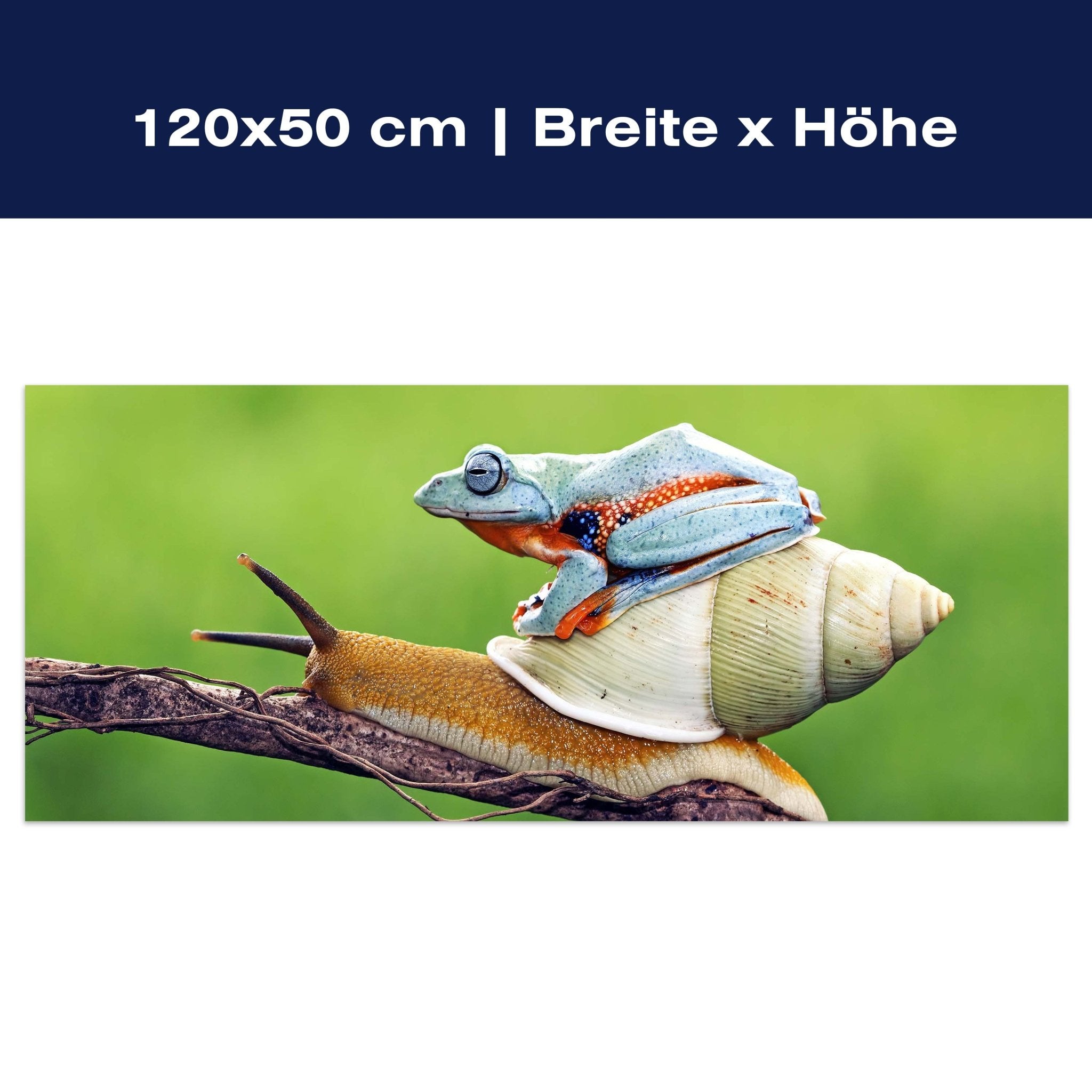 Leinwandbild Frosch, Schnecke, Tiere M1116