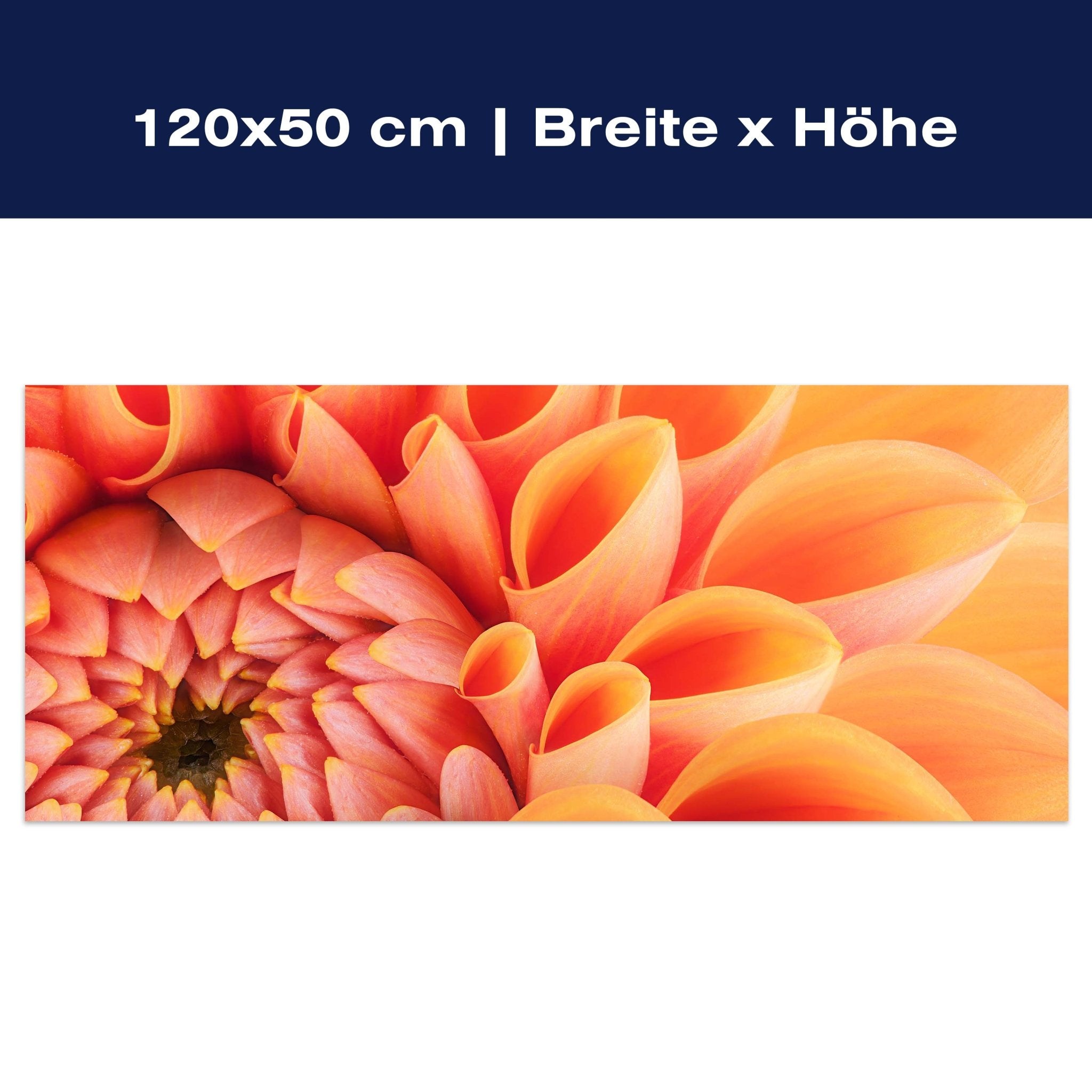 Leinwandbild Blume Blüte orange Chrysantheme M1124