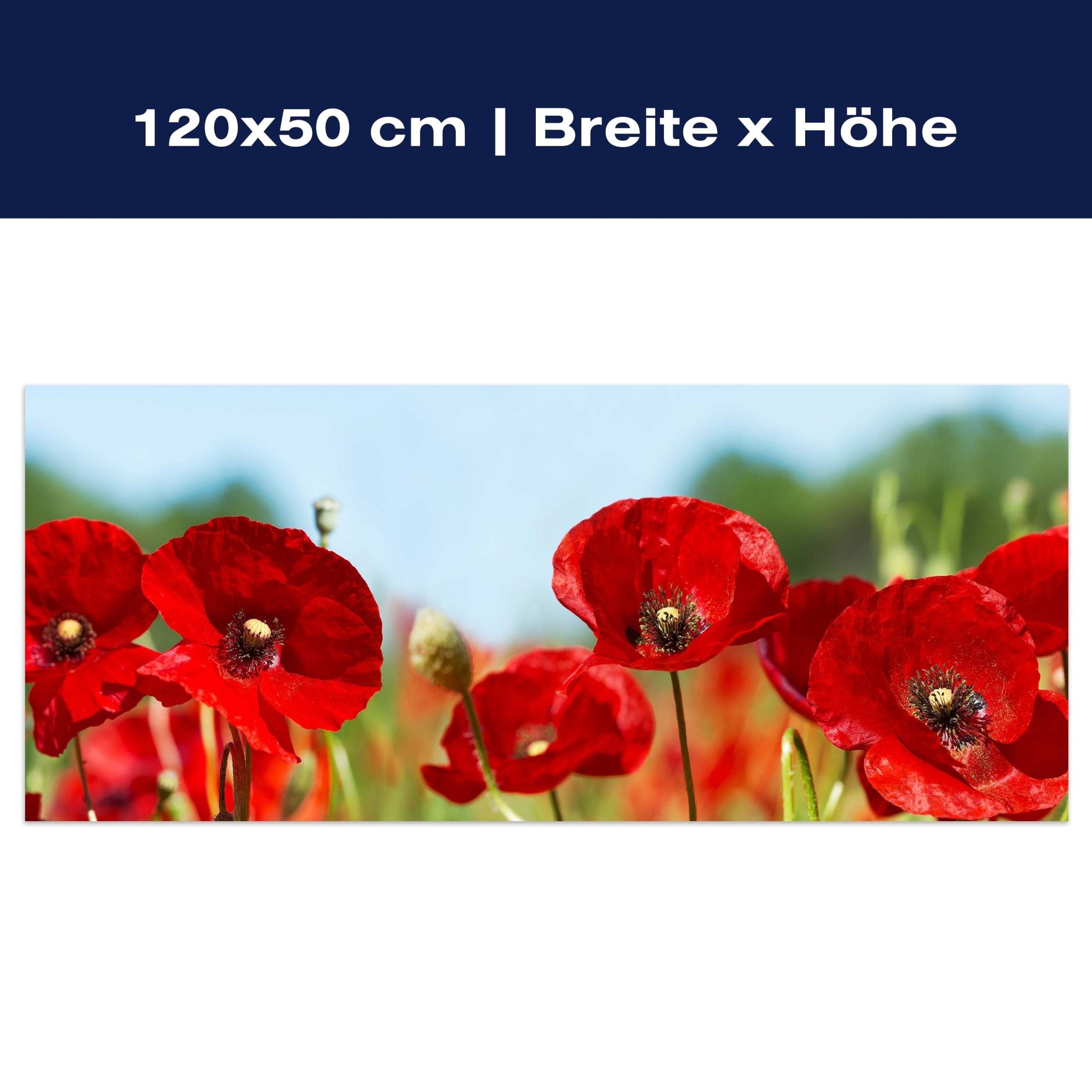 Leinwandbild Mohn Blüte Klatschmohn rot M1128