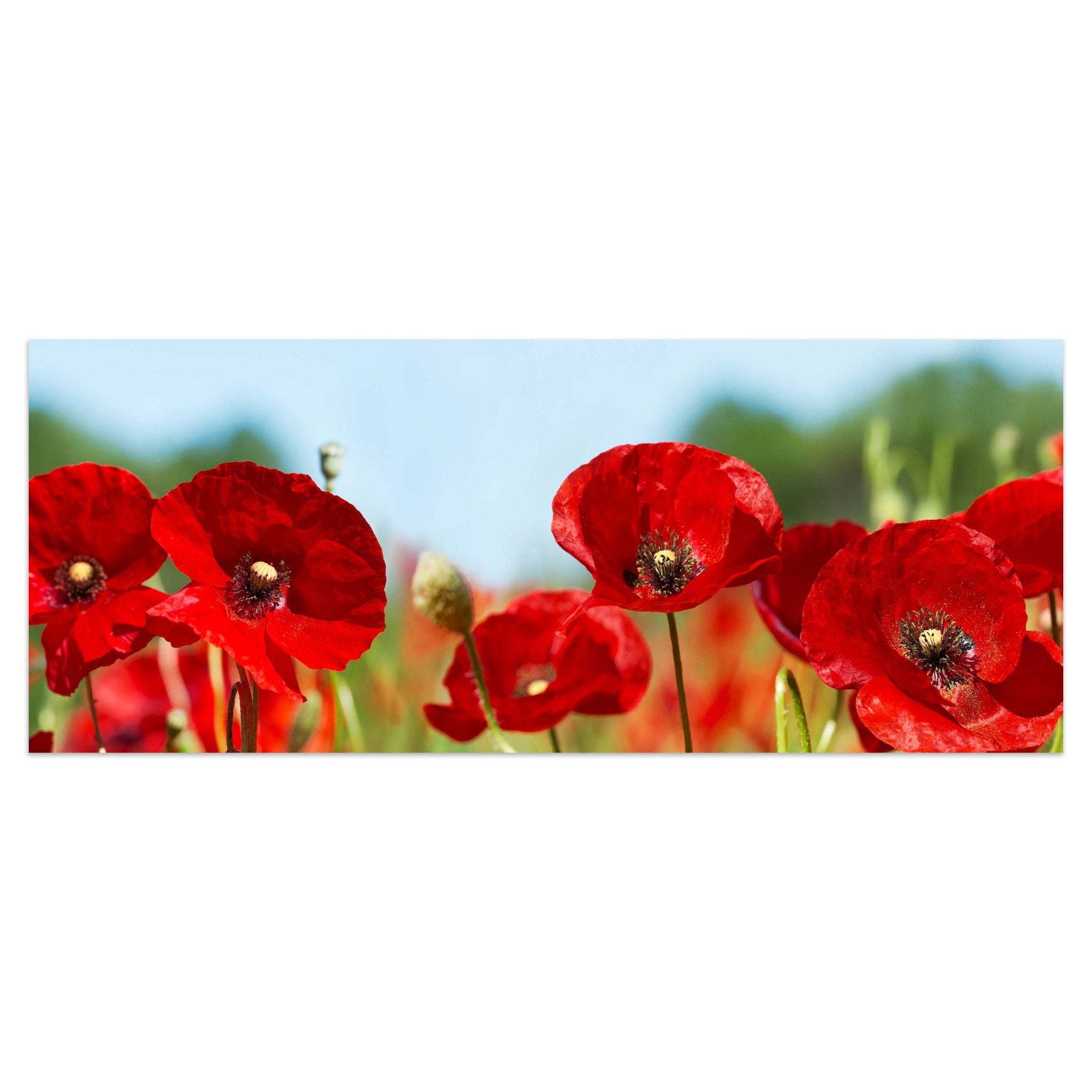 Leinwandbild Mohn Blüte Klatschmohn rot M1128 kaufen - Bild 1