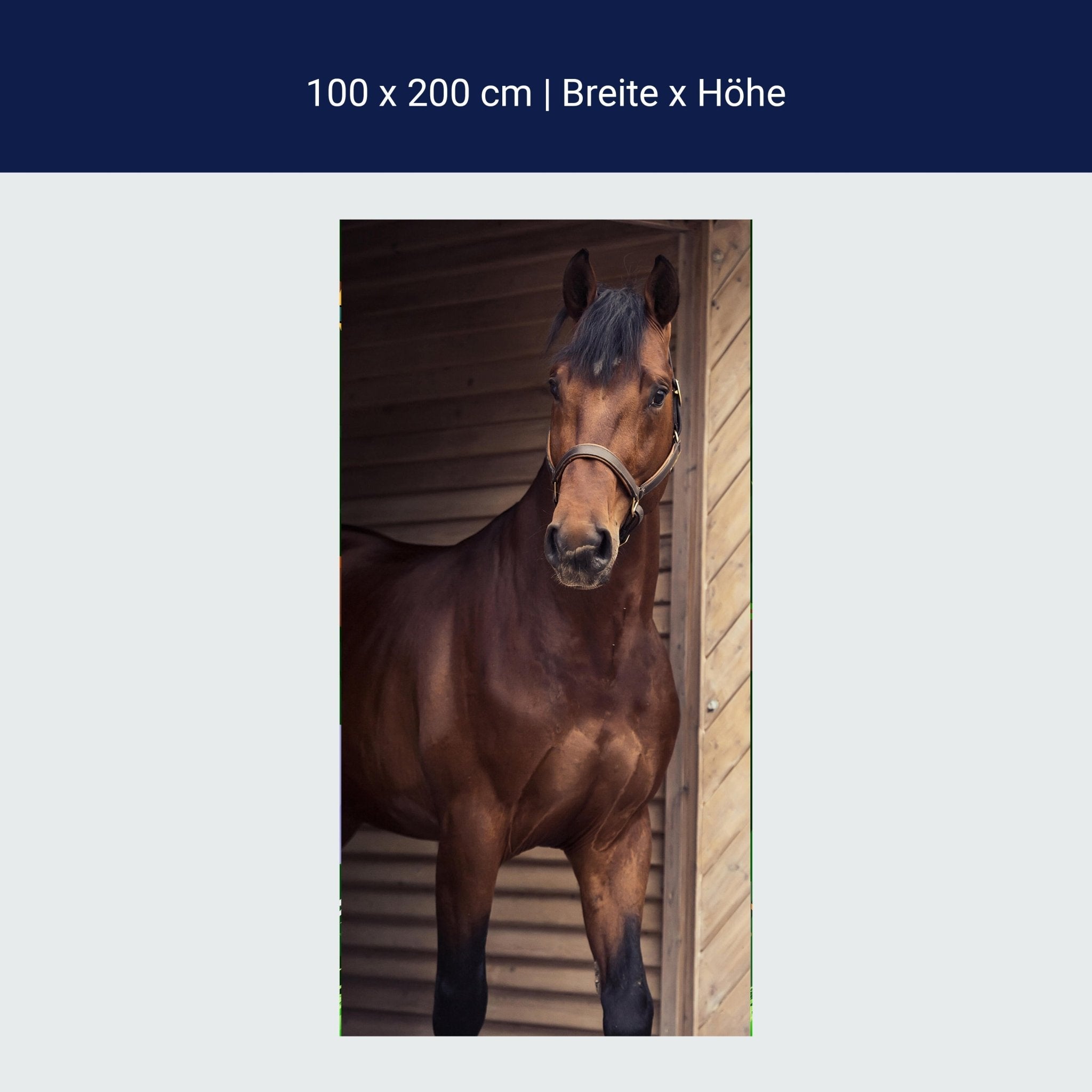 Türtapete Pferd an Stall-tür, Tiere, Reiten, Box M1137