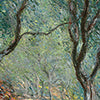 Türtapete Olive Trees in the Moreno Garden, Claude Monet M1553